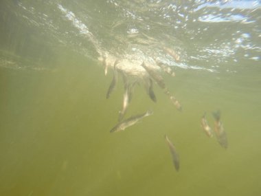 Balık popülasyonlarını ve balıkçılığı desteklemek için genç pikeperch 'i (Sander lucioperca) doğal sulara salma süreci. Bu uygulama stokların artmasına, biyolojik çeşitliliğin artmasına ve ekosistin sürdürülmesine yardımcı olur.
