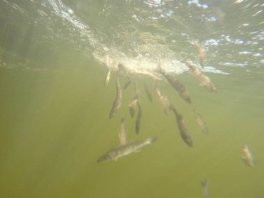Balık popülasyonlarını ve balıkçılığı desteklemek için genç pikeperch 'i (Sander lucioperca) doğal sulara salma süreci. Bu uygulama stokların artmasına, biyolojik çeşitliliğin artmasına ve ekosistin sürdürülmesine yardımcı olur.