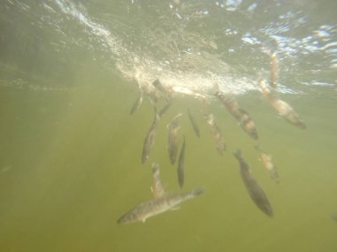 Balık popülasyonlarını ve balıkçılığı desteklemek için genç pikeperch 'i (Sander lucioperca) doğal sulara salma süreci. Bu uygulama stokların artmasına, biyolojik çeşitliliğin artmasına ve ekosistin sürdürülmesine yardımcı olur.
