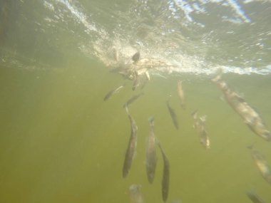 Balık popülasyonlarını ve balıkçılığı desteklemek için genç pikeperch 'i (Sander lucioperca) doğal sulara salma süreci. Bu uygulama stokların artmasına, biyolojik çeşitliliğin artmasına ve ekosistin sürdürülmesine yardımcı olur.