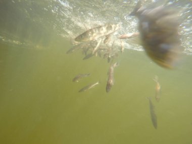 Balık popülasyonlarını ve balıkçılığı desteklemek için genç pikeperch 'i (Sander lucioperca) doğal sulara salma süreci. Bu uygulama stokların artmasına, biyolojik çeşitliliğin artmasına ve ekosistin sürdürülmesine yardımcı olur.