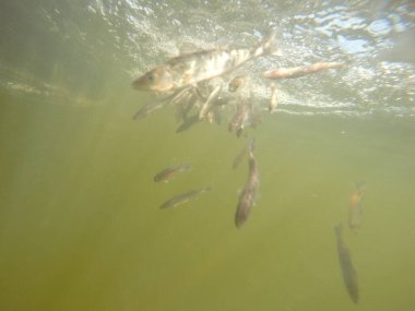Balık popülasyonlarını ve balıkçılığı desteklemek için genç pikeperch 'i (Sander lucioperca) doğal sulara salma süreci. Bu uygulama stokların artmasına, biyolojik çeşitliliğin artmasına ve ekosistin sürdürülmesine yardımcı olur.
