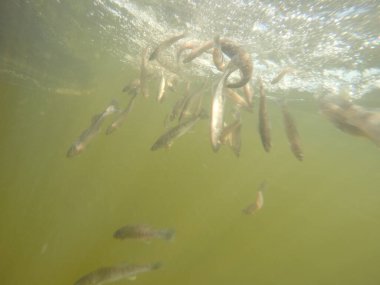 Balık popülasyonlarını ve balıkçılığı desteklemek için genç pikeperch 'i (Sander lucioperca) doğal sulara salma süreci. Bu uygulama stokların artmasına, biyolojik çeşitliliğin artmasına ve ekosistin sürdürülmesine yardımcı olur.
