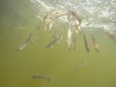 Balık popülasyonlarını ve balıkçılığı desteklemek için genç pikeperch 'i (Sander lucioperca) doğal sulara salma süreci. Bu uygulama stokların artmasına, biyolojik çeşitliliğin artmasına ve ekosistin sürdürülmesine yardımcı olur.