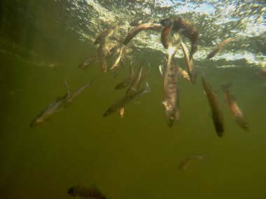 Hatcheries 'den Sander su pervazına bırakıldı.