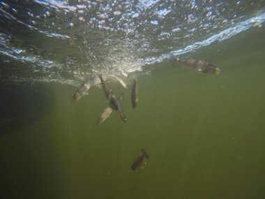 Balık popülasyonlarını ve balıkçılığı desteklemek için genç pikeperch 'i (Sander lucioperca) doğal sulara salma süreci. Bu uygulama stokların artmasına, biyolojik çeşitliliğin artmasına ve ekosistin sürdürülmesine yardımcı olur.