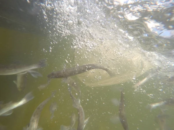 Balık popülasyonlarını ve balıkçılığı desteklemek için genç pikeperch 'i (Sander lucioperca) doğal sulara salma süreci. Bu uygulama stokların geliştirilmesine, biyolojik çeşitliliğin iyileştirilmesine ve ekosistemin sürdürülmesine yardımcı olur