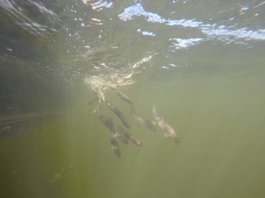 Hatcheries 'den Sander su pervazına bırakıldı.