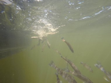 Hatcheries 'den Sander su pervazına bırakıldı.