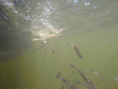 Hatcheries 'den Sander su pervazına bırakıldı.