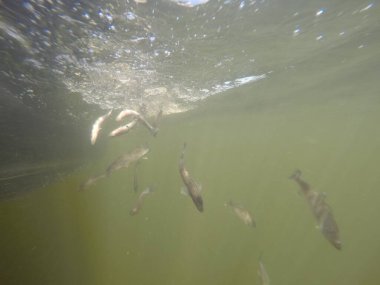 Hatcheries 'den Sander su pervazına bırakıldı.