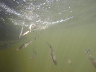 Hatcheries 'den Sander su pervazına bırakıldı.