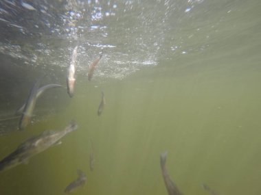 Hatcheries 'den Sander su pervazına bırakıldı.