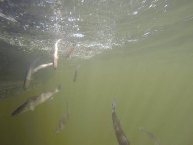 Hatcheries 'den Sander su pervazına bırakıldı.