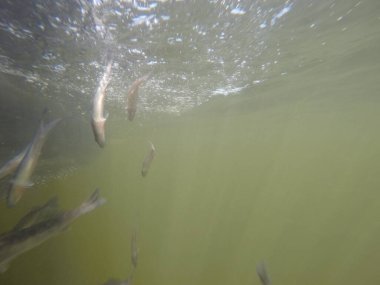 Hatcheries 'den Sander su pervazına bırakıldı.