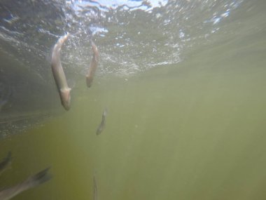 Hatcheries 'den Sander su pervazına bırakıldı.