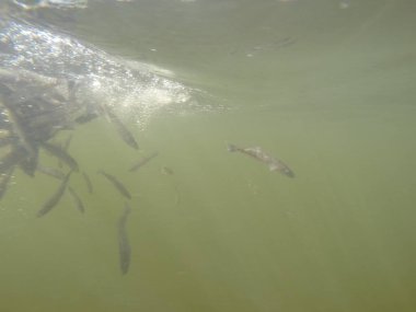 Balık popülasyonlarını ve balıkçılığı desteklemek için genç pikeperch 'i (Sander lucioperca) doğal sulara salma süreci. Bu uygulama stokların artmasına, biyolojik çeşitliliğin artmasına ve ekosistin sürdürülmesine yardımcı olur.
