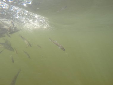 Balık popülasyonlarını ve balıkçılığı desteklemek için genç pikeperch 'i (Sander lucioperca) doğal sulara salma süreci. Bu uygulama stokların artmasına, biyolojik çeşitliliğin artmasına ve ekosistin sürdürülmesine yardımcı olur.