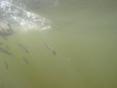 Balık popülasyonlarını ve balıkçılığı desteklemek için genç pikeperch 'i (Sander lucioperca) doğal sulara salma süreci. Bu uygulama stokların artmasına, biyolojik çeşitliliğin artmasına ve ekosistin sürdürülmesine yardımcı olur.