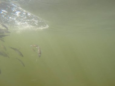 Balık popülasyonlarını ve balıkçılığı desteklemek için genç pikeperch 'i (Sander lucioperca) doğal sulara salma süreci. Bu uygulama stokların artmasına, biyolojik çeşitliliğin artmasına ve ekosistin sürdürülmesine yardımcı olur.