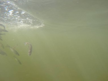 Balık popülasyonlarını ve balıkçılığı desteklemek için genç pikeperch 'i (Sander lucioperca) doğal sulara salma süreci. Bu uygulama stokların artmasına, biyolojik çeşitliliğin artmasına ve ekosistin sürdürülmesine yardımcı olur.