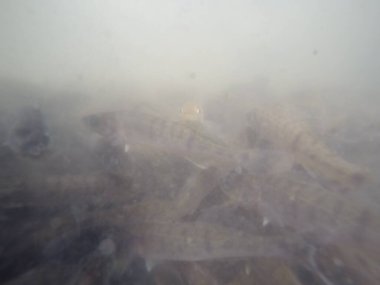 Balık popülasyonlarını ve balıkçılığı desteklemek için genç pikeperch 'i (Sander lucioperca) doğal sulara salma süreci. Bu uygulama stokların artmasına, biyolojik çeşitliliğin artmasına ve ekosistin sürdürülmesine yardımcı olur.