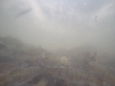 Balık popülasyonlarını ve balıkçılığı desteklemek için genç pikeperch 'i (Sander lucioperca) doğal sulara salma süreci. Bu uygulama stokların artmasına, biyolojik çeşitliliğin artmasına ve ekosistin sürdürülmesine yardımcı olur.