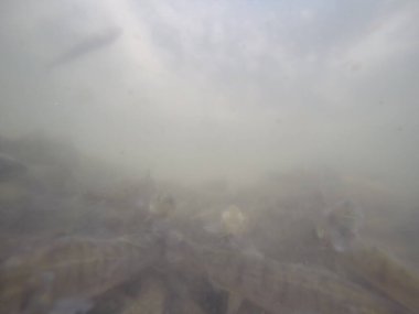 Balık popülasyonlarını ve balıkçılığı desteklemek için genç pikeperch 'i (Sander lucioperca) doğal sulara salma süreci. Bu uygulama stokların artmasına, biyolojik çeşitliliğin artmasına ve ekosistin sürdürülmesine yardımcı olur.