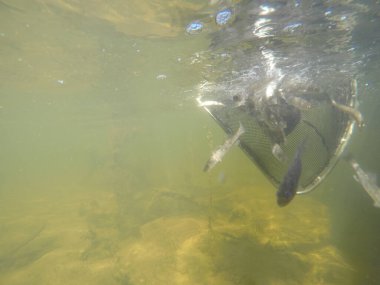 Balık popülasyonlarını ve balıkçılığı desteklemek için genç pikeperch 'i (Sander lucioperca) doğal sulara salma süreci. Bu uygulama stokların artmasına, biyolojik çeşitliliğin artmasına ve ekosistin sürdürülmesine yardımcı olur.