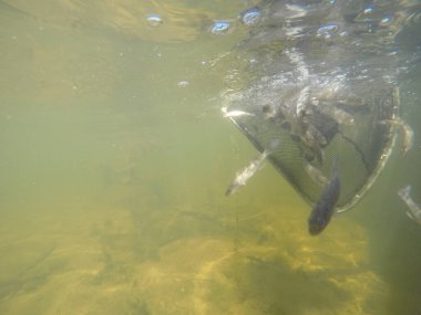 Balık popülasyonlarını ve balıkçılığı desteklemek için genç pikeperch 'i (Sander lucioperca) doğal sulara salma süreci. Bu uygulama stokların artmasına, biyolojik çeşitliliğin artmasına ve ekosistin sürdürülmesine yardımcı olur.