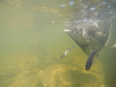 Balık popülasyonlarını ve balıkçılığı desteklemek için genç pikeperch 'i (Sander lucioperca) doğal sulara salma süreci. Bu uygulama stokların artmasına, biyolojik çeşitliliğin artmasına ve ekosistin sürdürülmesine yardımcı olur.