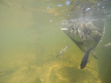 Balık popülasyonlarını ve balıkçılığı desteklemek için genç pikeperch 'i (Sander lucioperca) doğal sulara salma süreci. Bu uygulama stokların artmasına, biyolojik çeşitliliğin artmasına ve ekosistin sürdürülmesine yardımcı olur.