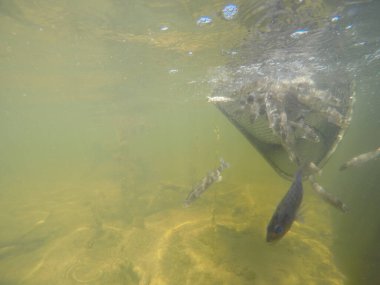 Balık popülasyonlarını ve balıkçılığı desteklemek için genç pikeperch 'i (Sander lucioperca) doğal sulara salma süreci. Bu uygulama stokların artmasına, biyolojik çeşitliliğin artmasına ve ekosistin sürdürülmesine yardımcı olur.