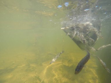 Balık popülasyonlarını ve balıkçılığı desteklemek için genç pikeperch 'i (Sander lucioperca) doğal sulara salma süreci. Bu uygulama stokların artmasına, biyolojik çeşitliliğin artmasına ve ekosistin sürdürülmesine yardımcı olur.
