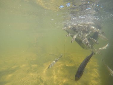 Balık popülasyonlarını ve balıkçılığı desteklemek için genç pikeperch 'i (Sander lucioperca) doğal sulara salma süreci. Bu uygulama stokların artmasına, biyolojik çeşitliliğin artmasına ve ekosistin sürdürülmesine yardımcı olur.
