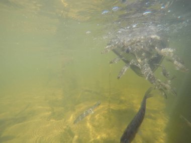 Balık popülasyonlarını ve balıkçılığı desteklemek için genç pikeperch 'i (Sander lucioperca) doğal sulara salma süreci. Bu uygulama stokların artmasına, biyolojik çeşitliliğin artmasına ve ekosistin sürdürülmesine yardımcı olur.