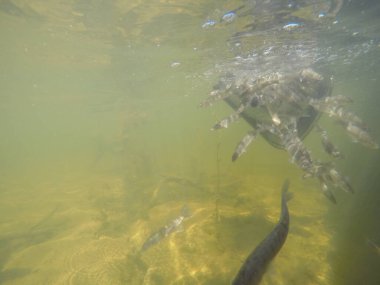 Balık popülasyonlarını ve balıkçılığı desteklemek için genç pikeperch 'i (Sander lucioperca) doğal sulara salma süreci. Bu uygulama stokların artmasına, biyolojik çeşitliliğin artmasına ve ekosistin sürdürülmesine yardımcı olur.