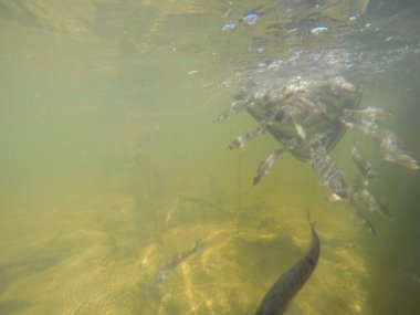 Balık popülasyonlarını ve balıkçılığı desteklemek için genç pikeperch 'i (Sander lucioperca) doğal sulara salma süreci. Bu uygulama stokların artmasına, biyolojik çeşitliliğin artmasına ve ekosistin sürdürülmesine yardımcı olur.