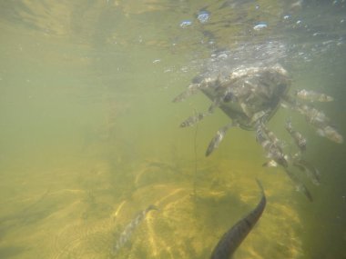 Balık popülasyonlarını ve balıkçılığı desteklemek için genç pikeperch 'i (Sander lucioperca) doğal sulara salma süreci. Bu uygulama stokların artmasına, biyolojik çeşitliliğin artmasına ve ekosistin sürdürülmesine yardımcı olur.