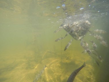 Balık popülasyonlarını ve balıkçılığı desteklemek için genç pikeperch 'i (Sander lucioperca) doğal sulara salma süreci. Bu uygulama stokların artmasına, biyolojik çeşitliliğin artmasına ve ekosistin sürdürülmesine yardımcı olur.