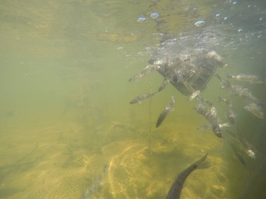 Balık popülasyonlarını ve balıkçılığı desteklemek için genç pikeperch 'i (Sander lucioperca) doğal sulara salma süreci. Bu uygulama stokların artmasına, biyolojik çeşitliliğin artmasına ve ekosistin sürdürülmesine yardımcı olur.