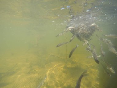 Balık popülasyonlarını ve balıkçılığı desteklemek için genç pikeperch 'i (Sander lucioperca) doğal sulara salma süreci. Bu uygulama stokların artmasına, biyolojik çeşitliliğin artmasına ve ekosistin sürdürülmesine yardımcı olur.