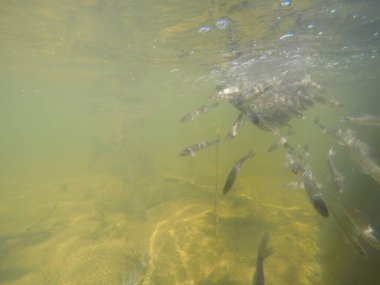 Balık popülasyonlarını ve balıkçılığı desteklemek için genç pikeperch 'i (Sander lucioperca) doğal sulara salma süreci. Bu uygulama stokların artmasına, biyolojik çeşitliliğin artmasına ve ekosistin sürdürülmesine yardımcı olur.