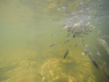 Balık popülasyonlarını ve balıkçılığı desteklemek için genç pikeperch 'i (Sander lucioperca) doğal sulara salma süreci. Bu uygulama stokların artmasına, biyolojik çeşitliliğin artmasına ve ekosistin sürdürülmesine yardımcı olur.