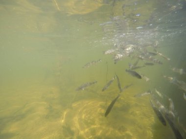 Balık popülasyonlarını ve balıkçılığı desteklemek için genç pikeperch 'i (Sander lucioperca) doğal sulara salma süreci. Bu uygulama stokların artmasına, biyolojik çeşitliliğin artmasına ve ekosistin sürdürülmesine yardımcı olur.