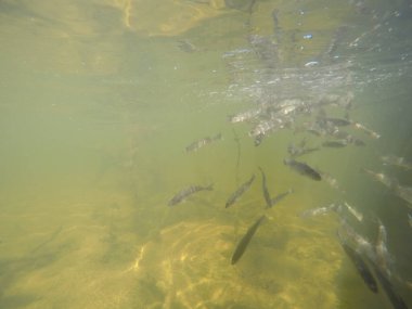 Balık popülasyonlarını ve balıkçılığı desteklemek için genç pikeperch 'i (Sander lucioperca) doğal sulara salma süreci. Bu uygulama stokların artmasına, biyolojik çeşitliliğin artmasına ve ekosistin sürdürülmesine yardımcı olur.