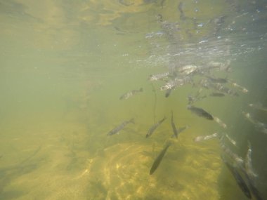 Balık popülasyonlarını ve balıkçılığı desteklemek için genç pikeperch 'i (Sander lucioperca) doğal sulara salma süreci. Bu uygulama stokların artmasına, biyolojik çeşitliliğin artmasına ve ekosistin sürdürülmesine yardımcı olur.