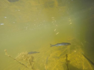 Balık popülasyonlarını ve balıkçılığı desteklemek için genç pikeperch 'i (Sander lucioperca) doğal sulara salma süreci. Bu uygulama stokların artmasına, biyolojik çeşitliliğin artmasına ve ekosistin sürdürülmesine yardımcı olur.