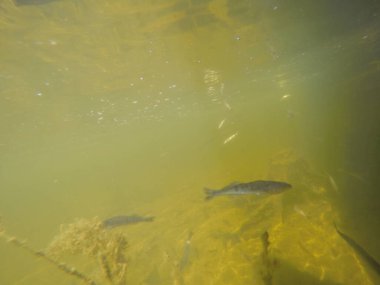 Balık popülasyonlarını ve balıkçılığı desteklemek için genç pikeperch 'i (Sander lucioperca) doğal sulara salma süreci. Bu uygulama stokların artmasına, biyolojik çeşitliliğin artmasına ve ekosistin sürdürülmesine yardımcı olur.