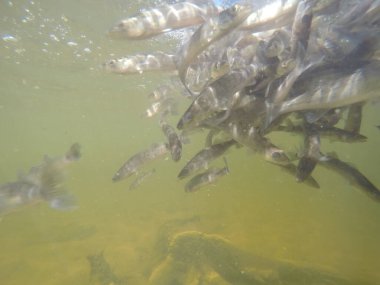 Balık popülasyonlarını ve balıkçılığı desteklemek için genç pikeperch 'i (Sander lucioperca) doğal sulara salma süreci. Bu uygulama stokların artmasına, biyolojik çeşitliliğin artmasına ve ekosistin sürdürülmesine yardımcı olur.